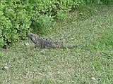 Iguana Outside The Hyatt 2